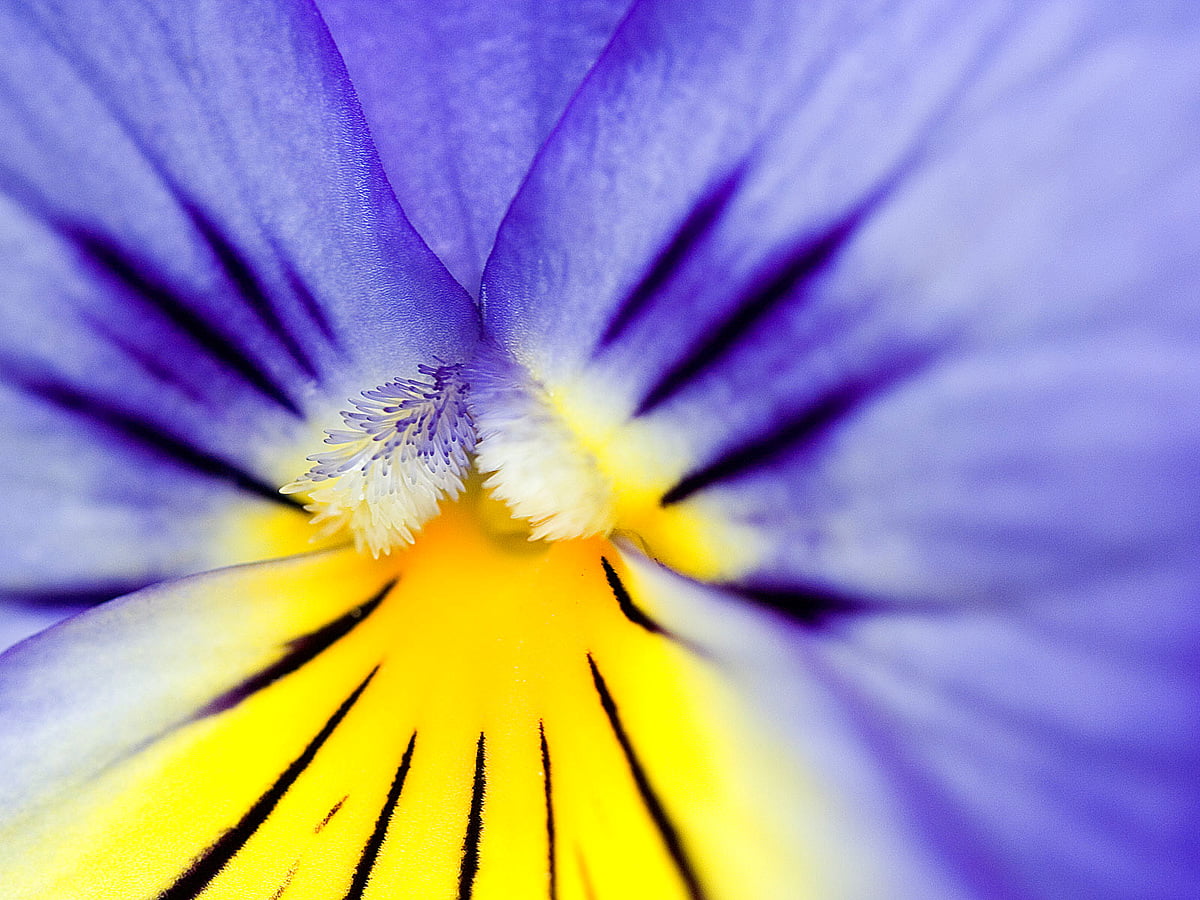 Bild Blumen Bl tenblatt Purpurrote Beste Freie Fotos
