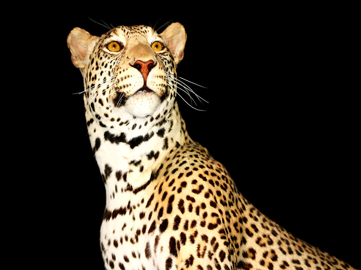Hintergrund Leopard Tierwelt Tiere Download TOP Freie Bilder