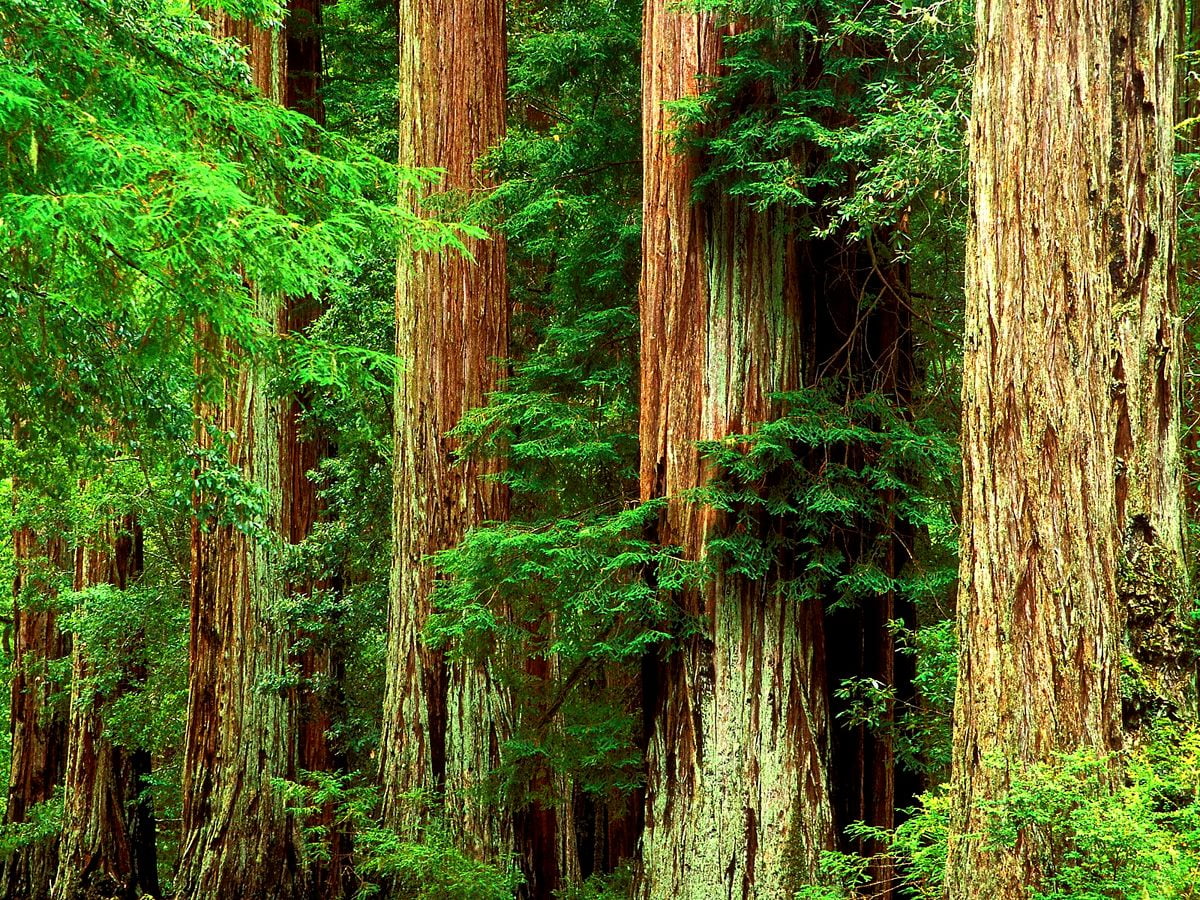 Hintergrundbild : Baum im Wald 1600x1200