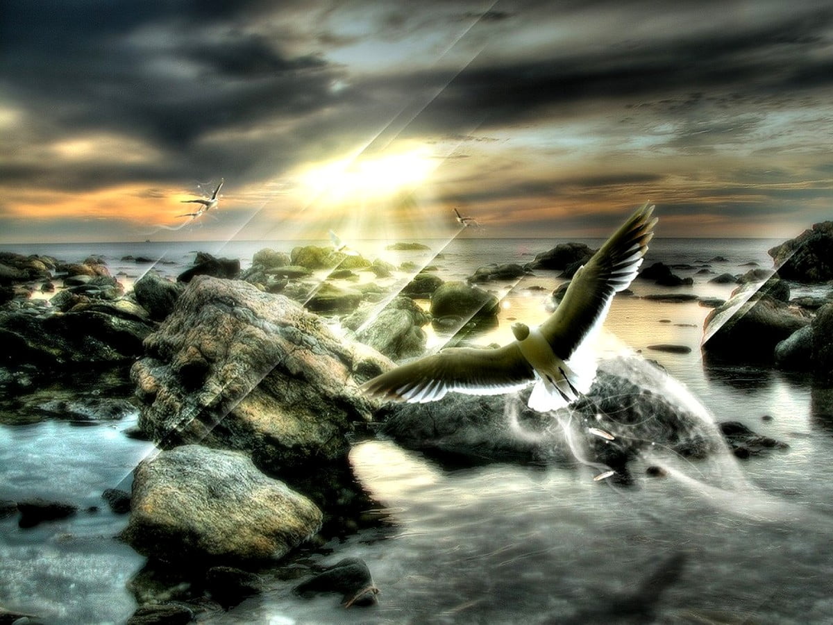 Vogelschwarm auf See : Hintergrund 1600x1200