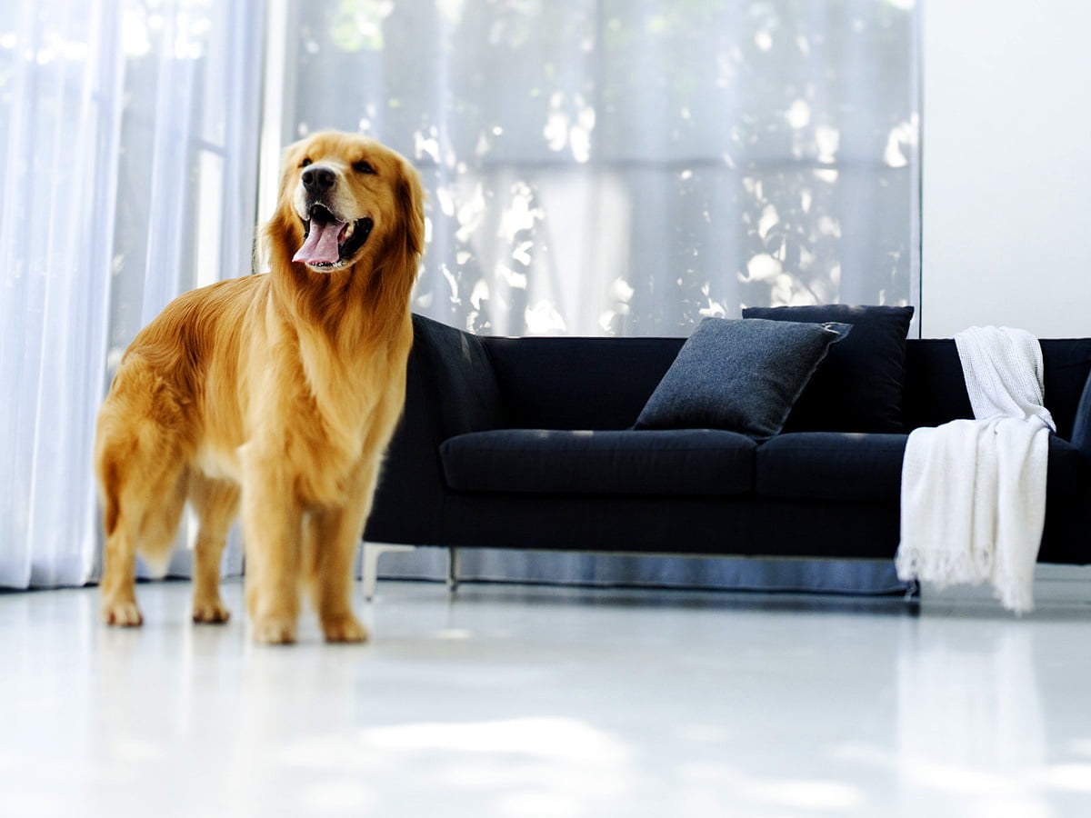 Großer brauner Hund, der neben Fenster steht - kostenlose Hintergrundbilder 1600x1200