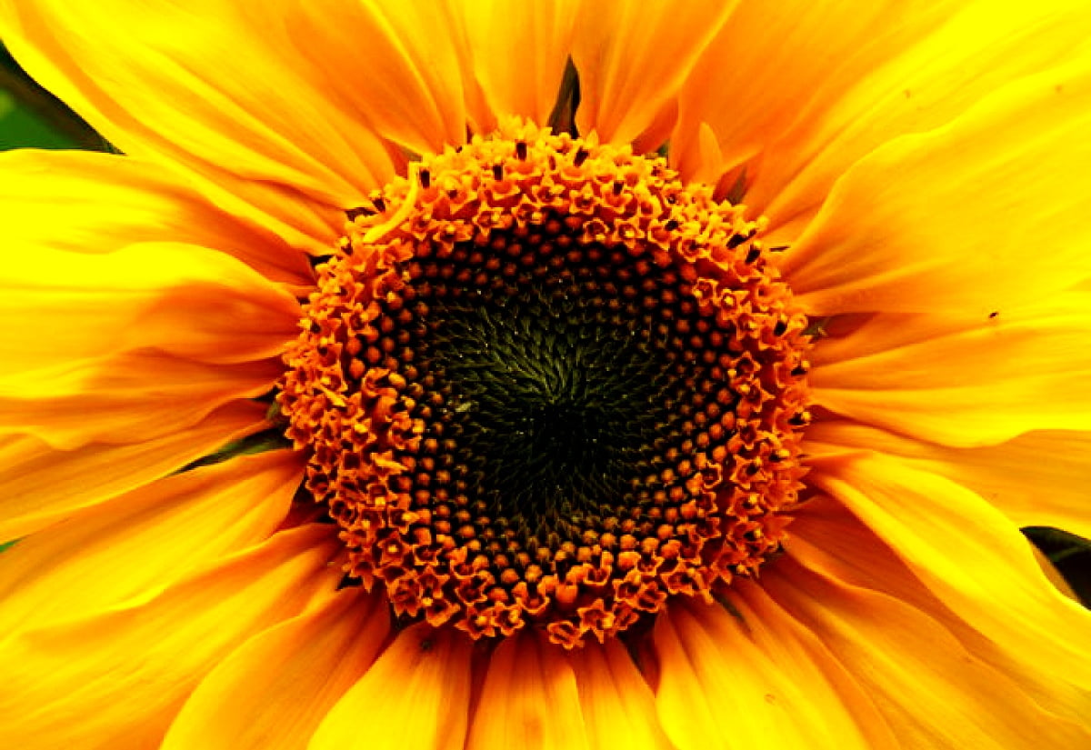 Gelbe Blume — Hintergrundbilder