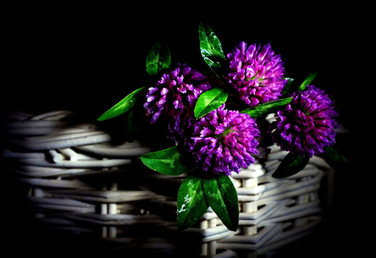 1600x900 Foto Blumen Stillleben Purpurrote Download Beste Freie Fotos