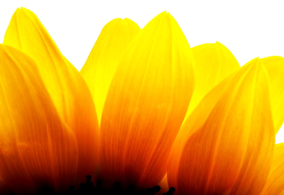 Gelbe Blume : kostenlose HD Hintergrund