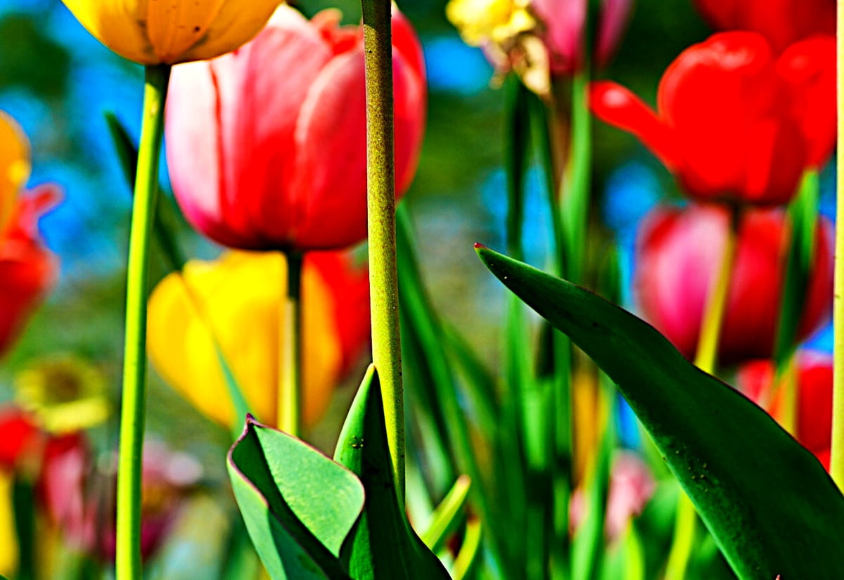 Blumen, Tulpe, Blumenmosaik, Blütenblatt, Tulipa Humilis - Hintergrundbild