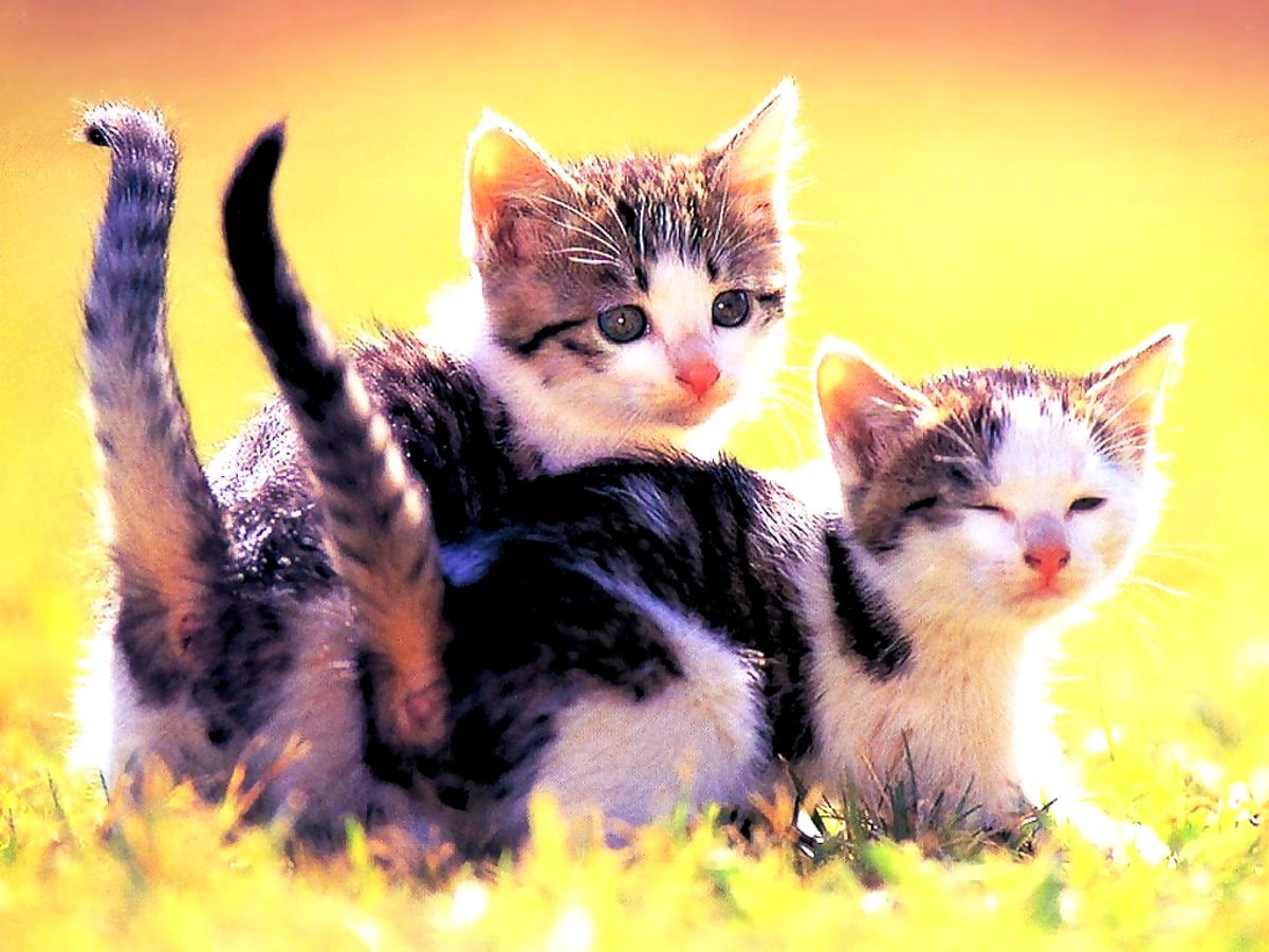 150+ Hintergrundbilder PC Kätzchen | Kostenlose wallpapers