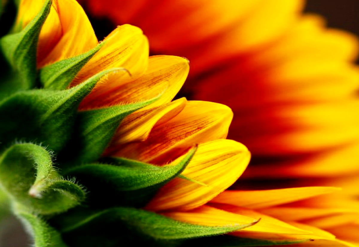 Sonnenblume, Blütenblatt, Blumen, gelbe, orange / Hintergrundbild 1600x1100
