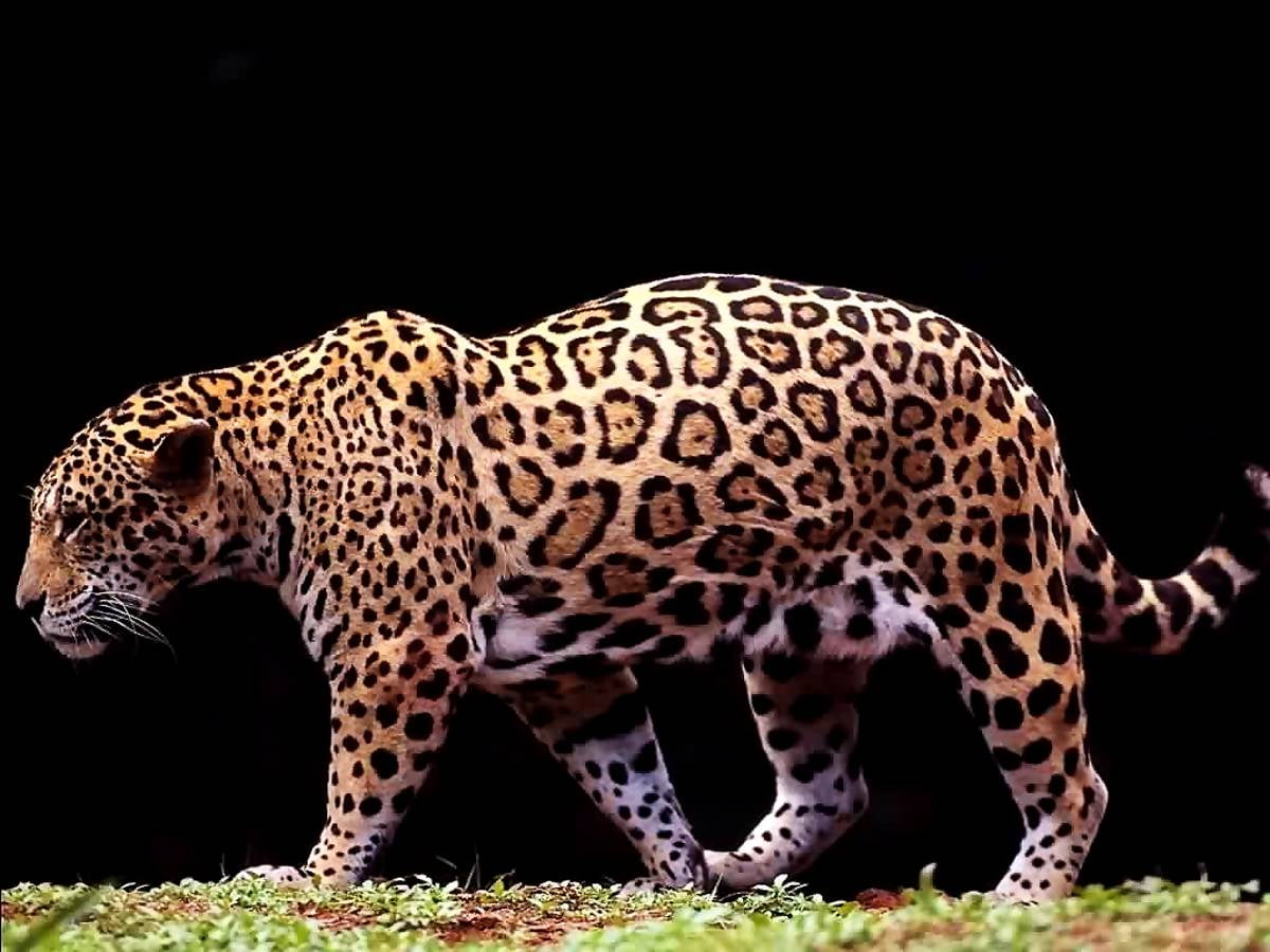 Kostenlose Hintergrundbild — Leopard, Tierwelt, Tiere, afrikanischer Leopard, Zoo (1024x768)