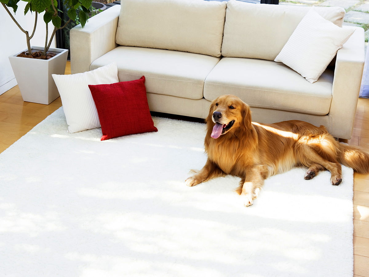 1600x1200 Hintergrundbild : brauner und weißer Hund auf Sofa