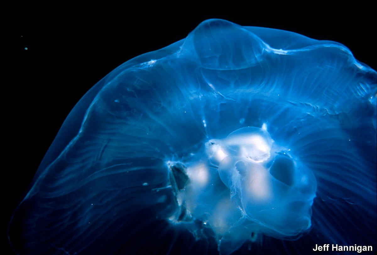 Schönes Qualle, Blaue, Tiere Hintergrundbild 🔥 Beste kostenlose