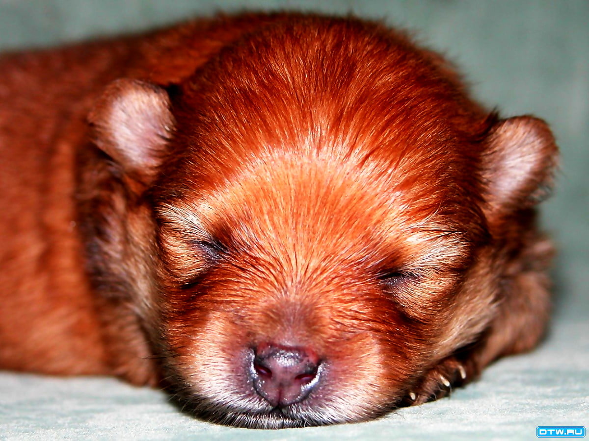 Hintergrund Tierwelt Hunde Welpen Download Beste Freie Hintergr nde