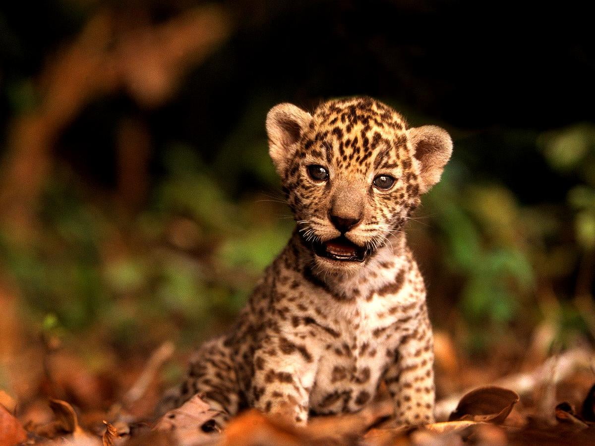 Katze auf Leopard — Hintergründe (1600x1200)