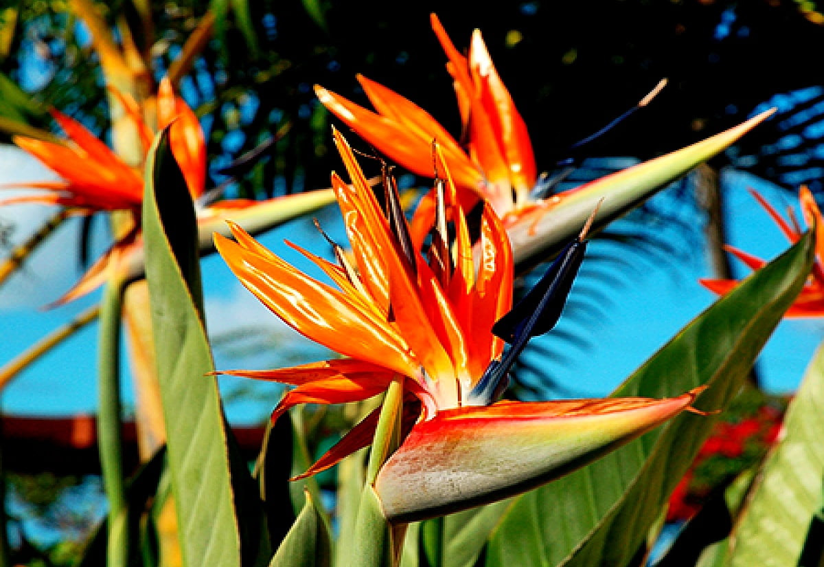 Blumen, Strelitzia, Paradiesvogel, Vogel, Helikonien / kostenlose Hintergrundbild 1600x1100