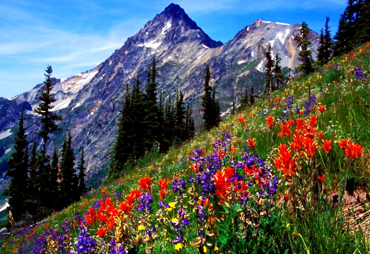Hintergrund Natur, Wiese, Blumen | Download kostenlose Bilder