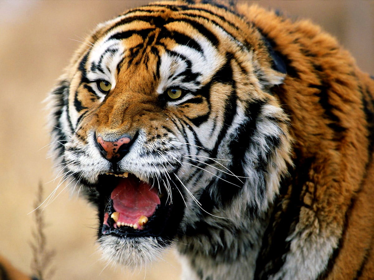 Tiger mit offenem Mund — Hintergrundbild (1600x1200)