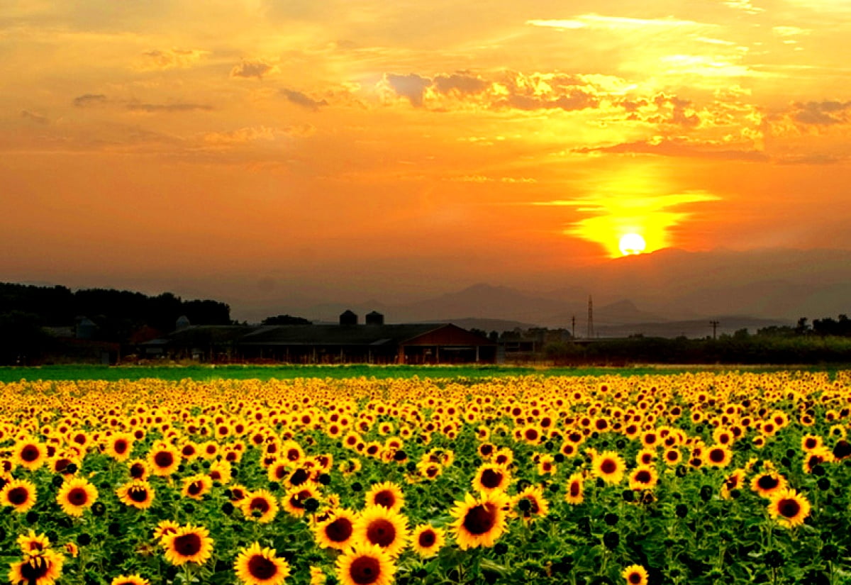 Gelbe Blume im Feld - kostenlose Hintergrundbild 1600x1100