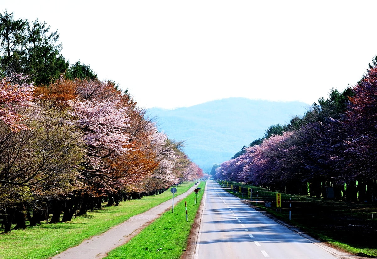Weg mit Bäumen am Straßenrand (Japan) / Hintergrund 1600x1100