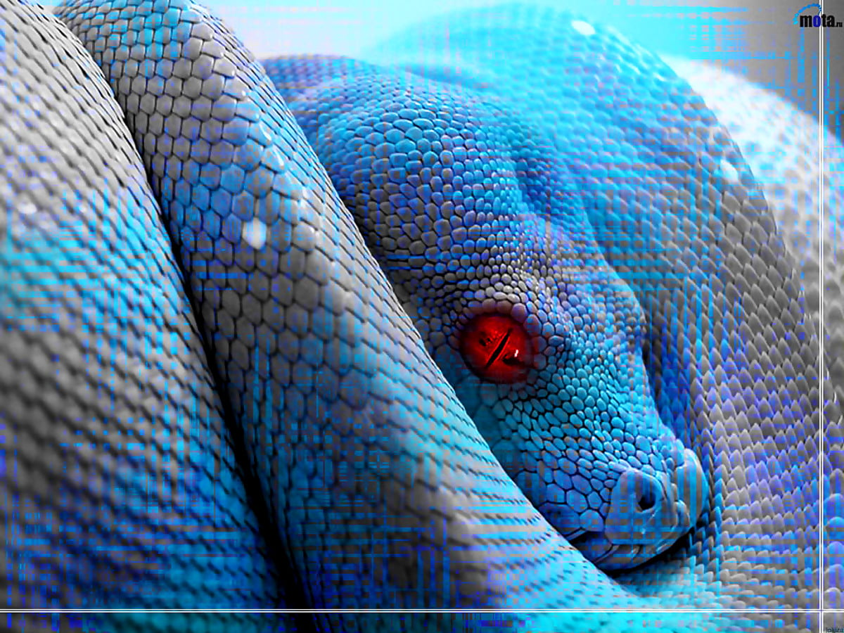Foto Schlange, Tiere, Reptil 🔥 Beste kostenlose Fotos