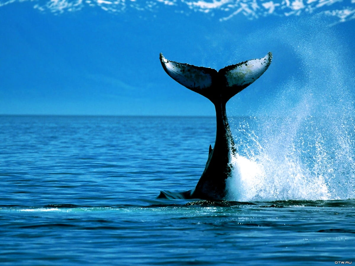 60 Wal Hintergrundbilder HD Kostenlose Bilder