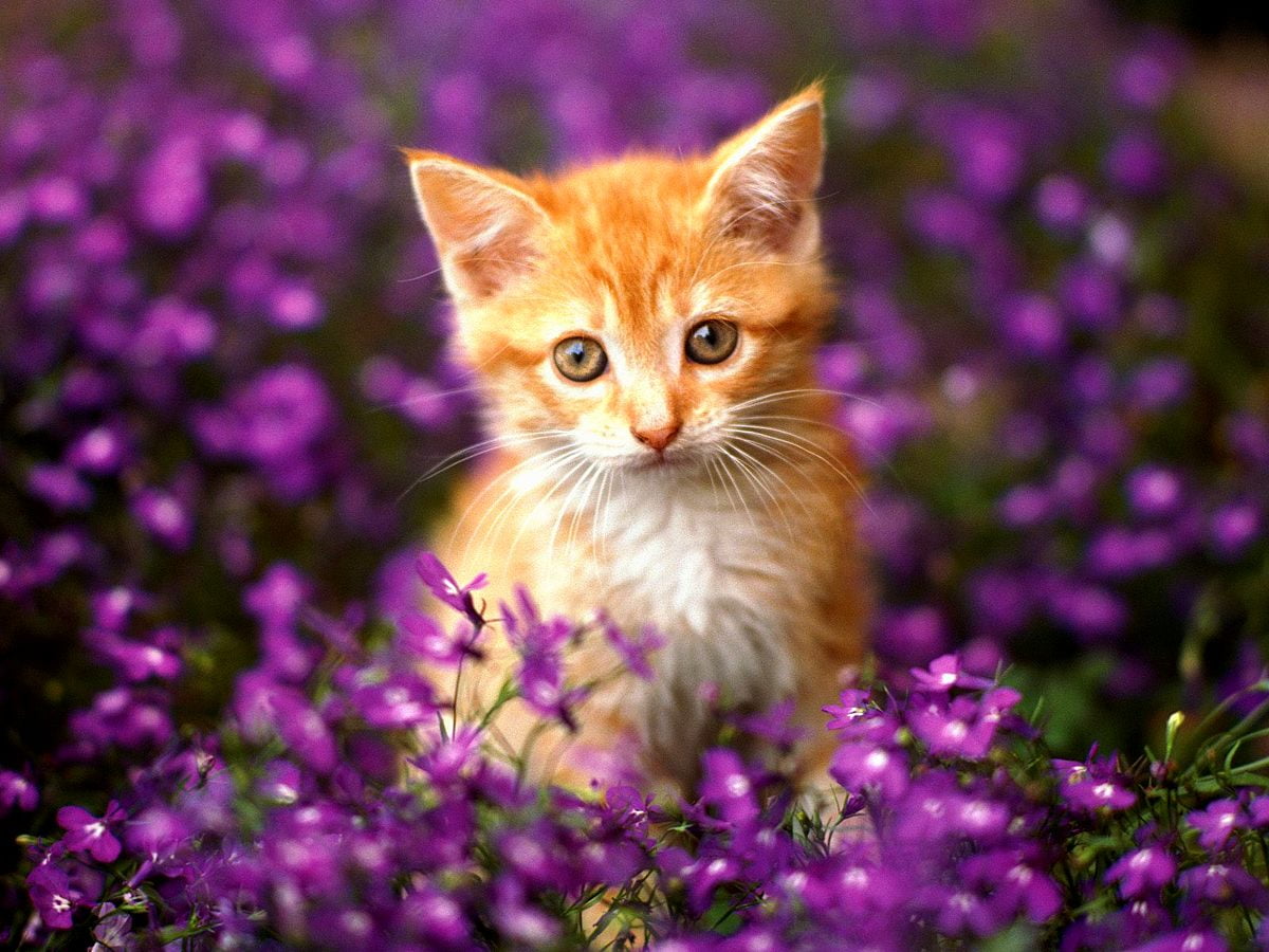 350+ Katzen Hintergrundbilder HD | Kostenlose Bilder