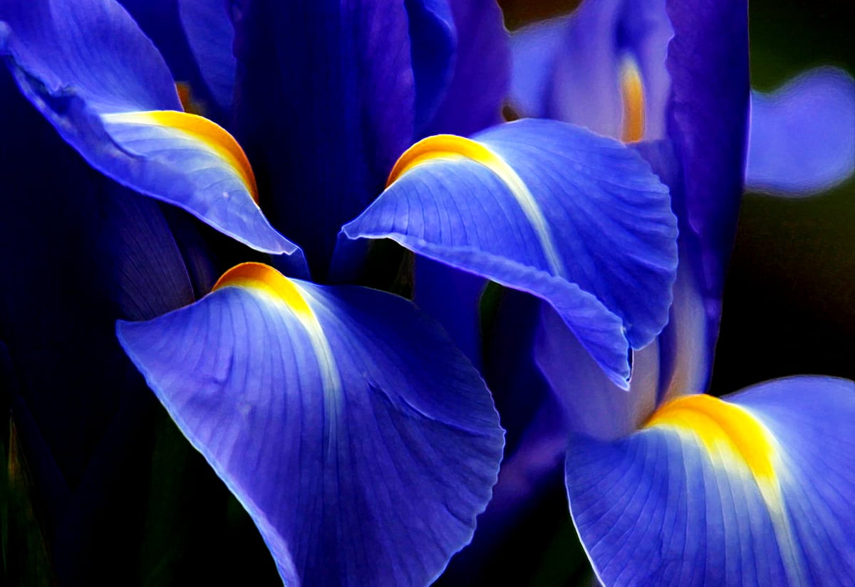 1600x1100 Hintergründe / Blumen, Blütenblatt, Blumenmosaik, blaue, Flora