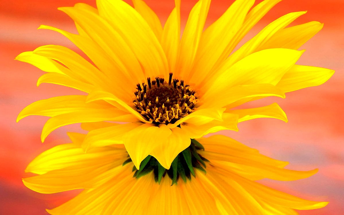 Blumen, Blütenblatt, gelbe, Wildblume, Sonnenblume : Hintergrundbild