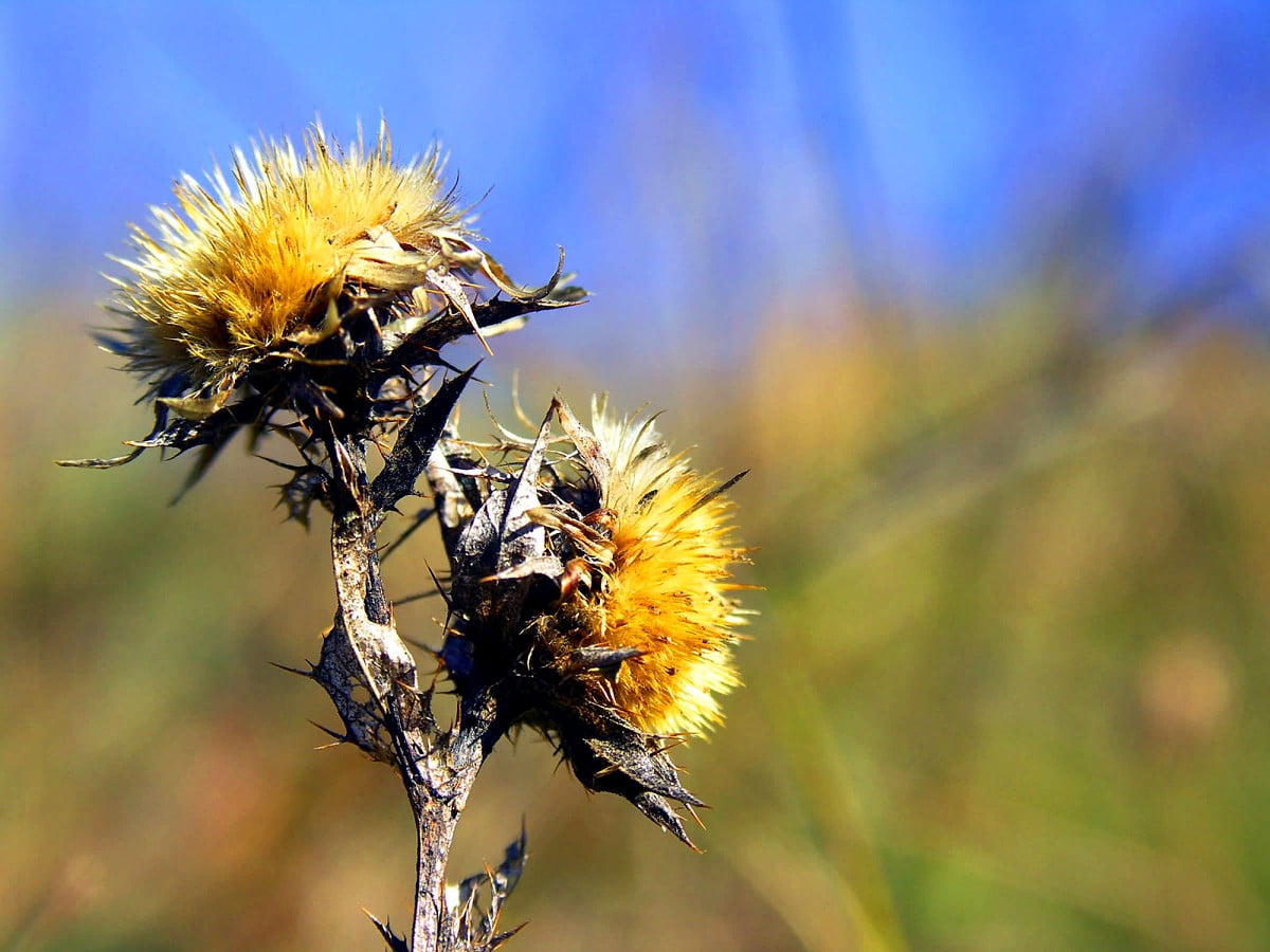 distel-hintergrundbilder-hd-kostenlose-bilder