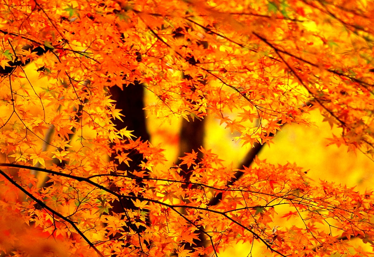 1600x1100 Hintergrund — Natur, Herbst, nördlicher Hartholzwald, Ahorn (Japan)