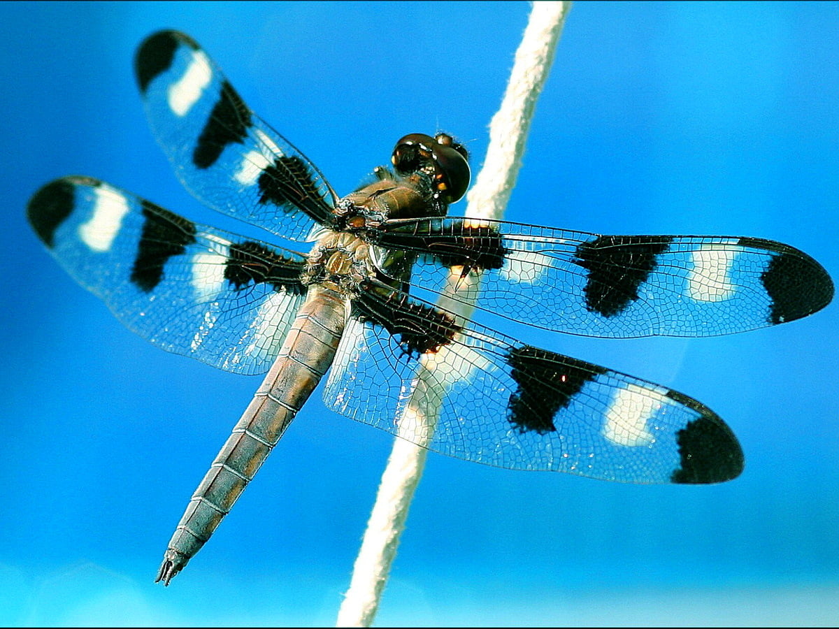 libelle-hintergrundbilder-hd-kostenlose-bilder