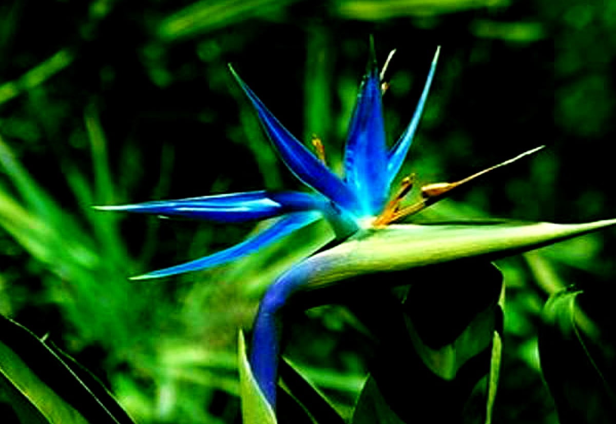Strelitzia, Paradiesvogel, Blumen, elektrische blaue, Makro / HD Hintergrundbilder