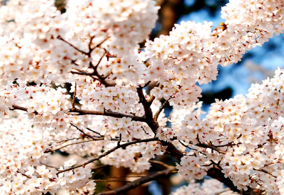 : Blumen, Frühling, blühen, Kirschblüte, Sakura
