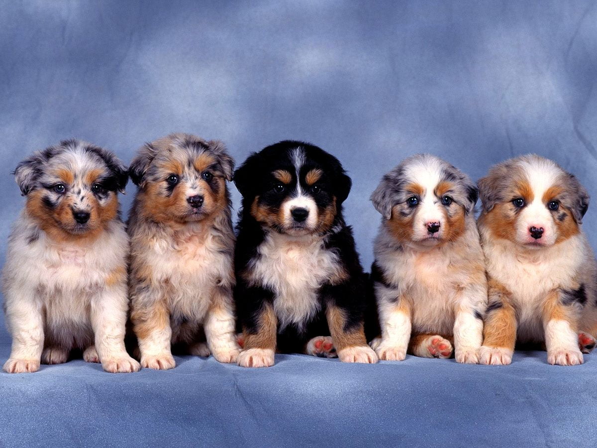 180+ Hunde Hintergrundbilder HD | Kostenlose Bilder