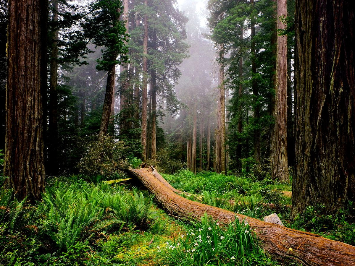 Baum im Wald — Hintergrund 1600x1200
