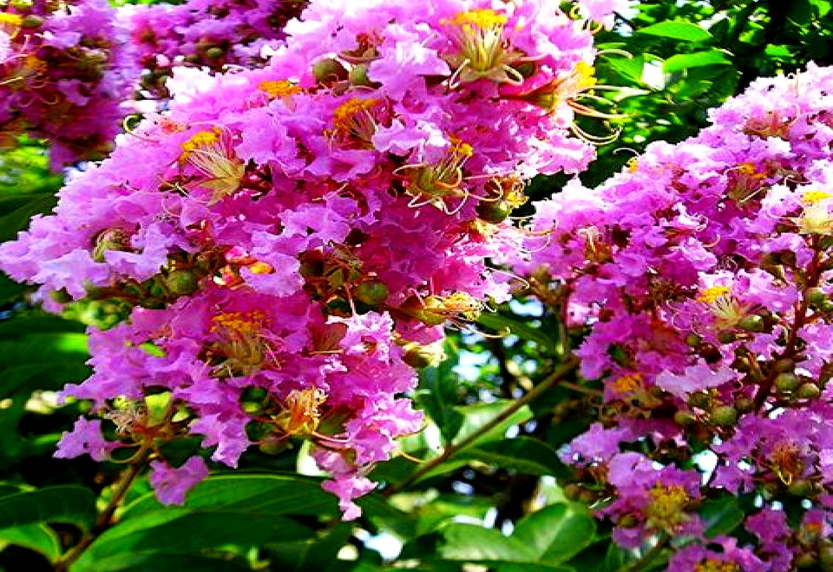1600x1100 Hintergrundbilder - lila Blume auf Pflanze und Hulda Klager Lilac Gardens