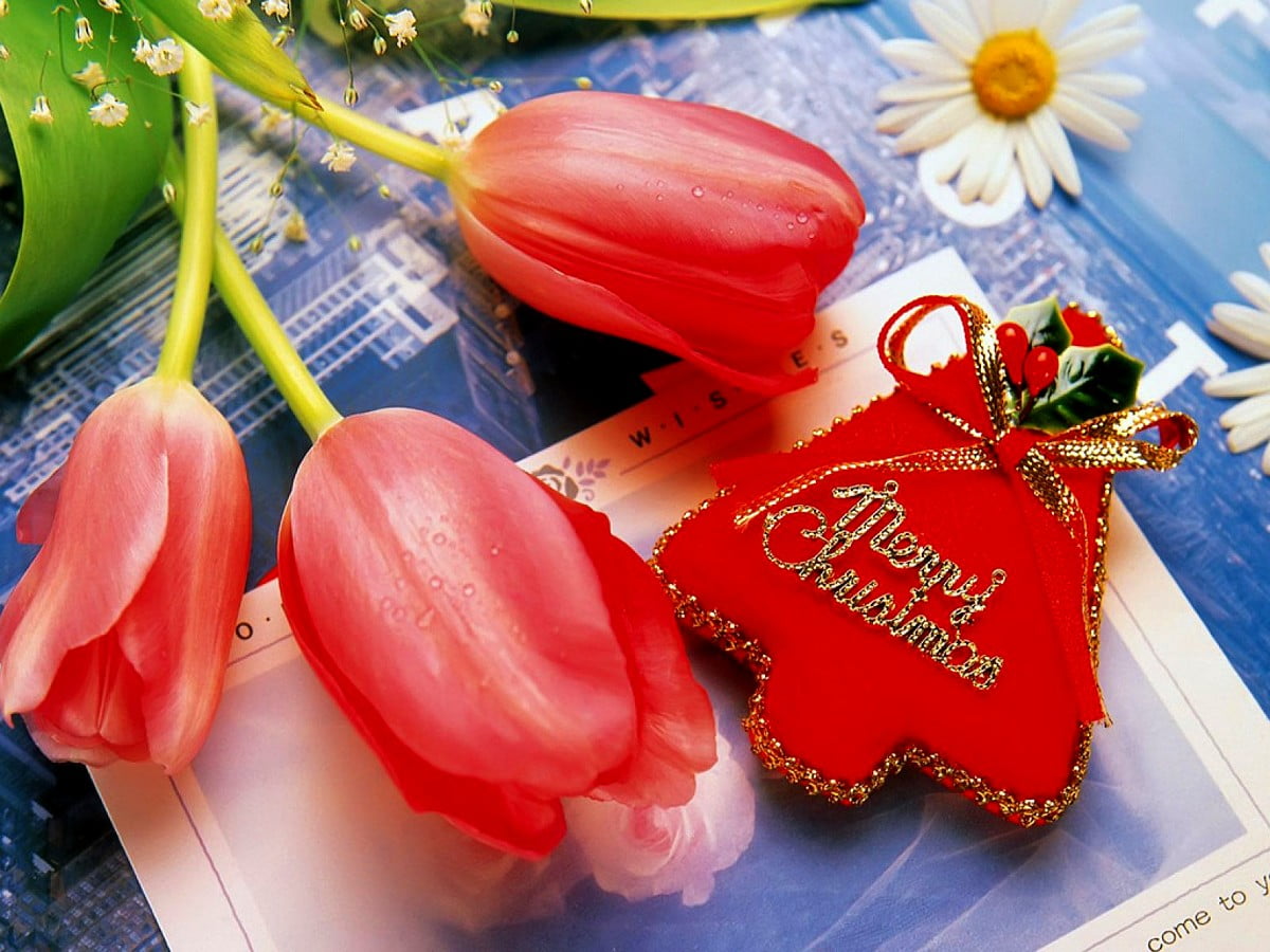 Fr hliche Weihnachten S igkeiten Tulpe Hintergrundbild Download Kostenlose Wallpapers