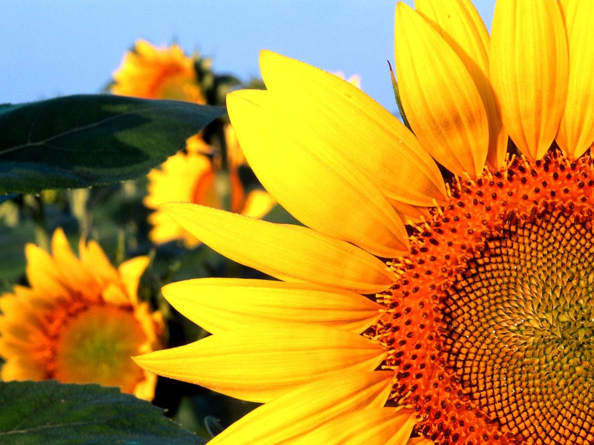 Blumen, Sonnenblume, gelbe, Blütenblatt, Sonnenblumensamen — Hintergrund