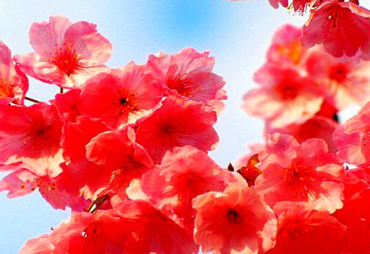 Blumen, Blütenblatt, Frühling, rosa, Kirschblüte - Hintergrundbilder 1600x1100