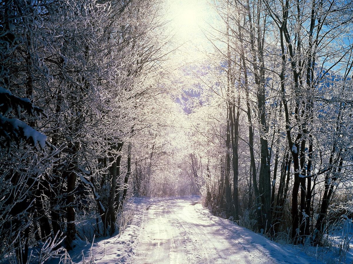 Weg mit Bäumen auf der Seite des schneebedeckten Waldes - Hintergrundbilder 1600x1200