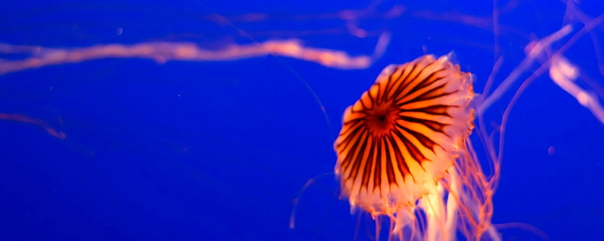 Cooles Qualle, Blaue, Aquarium Wallpaper 🔥 Kostenlose TOP Wallpapers