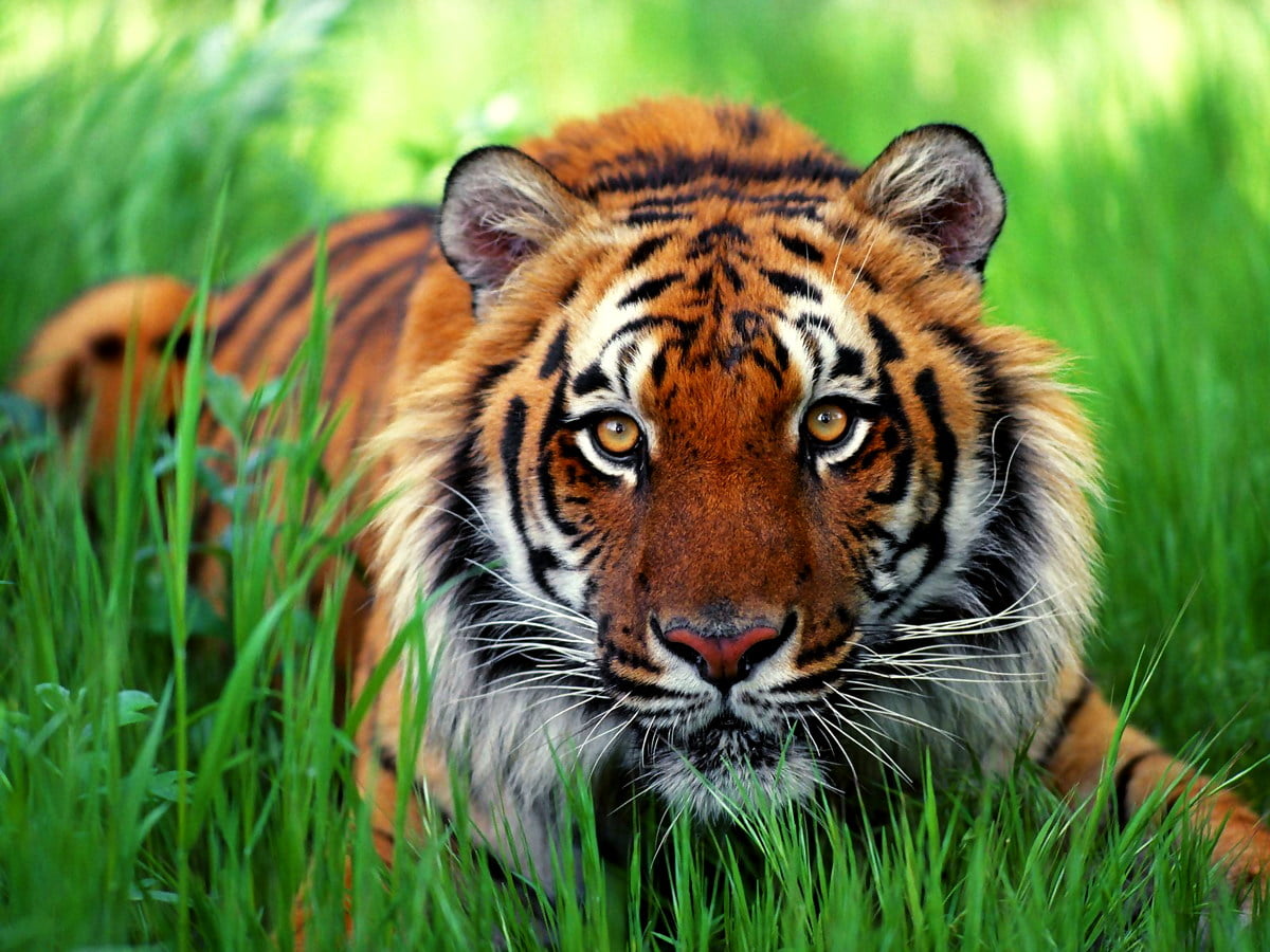 Kostenlose Hintergrundbild HD : Tiger im Gras liegen