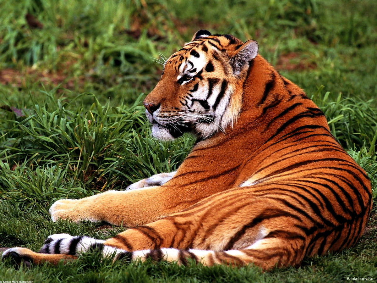 Tiger im Gras liegen / Hintergrund