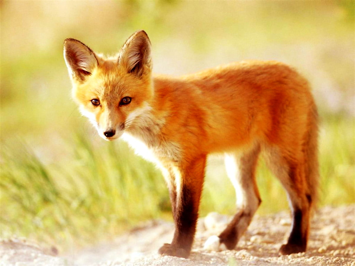 Fuchs Roter Fuchs Tierwelt Hintergrund Download Kostenlose Hintergr nde