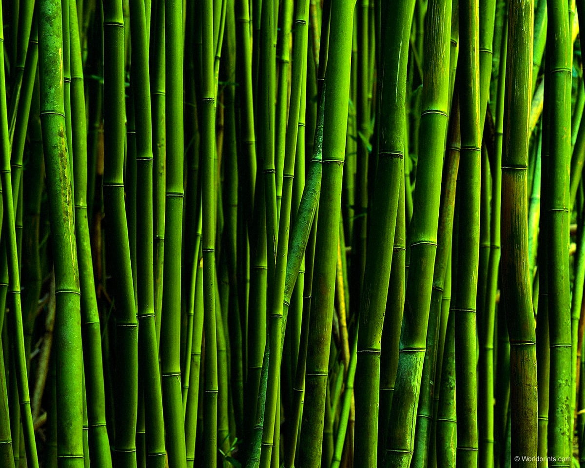 Atemberaubende Fotos, grüne, Gemüse, Stock, Spargel : kostenlose HD Hintergrund 1500x1200