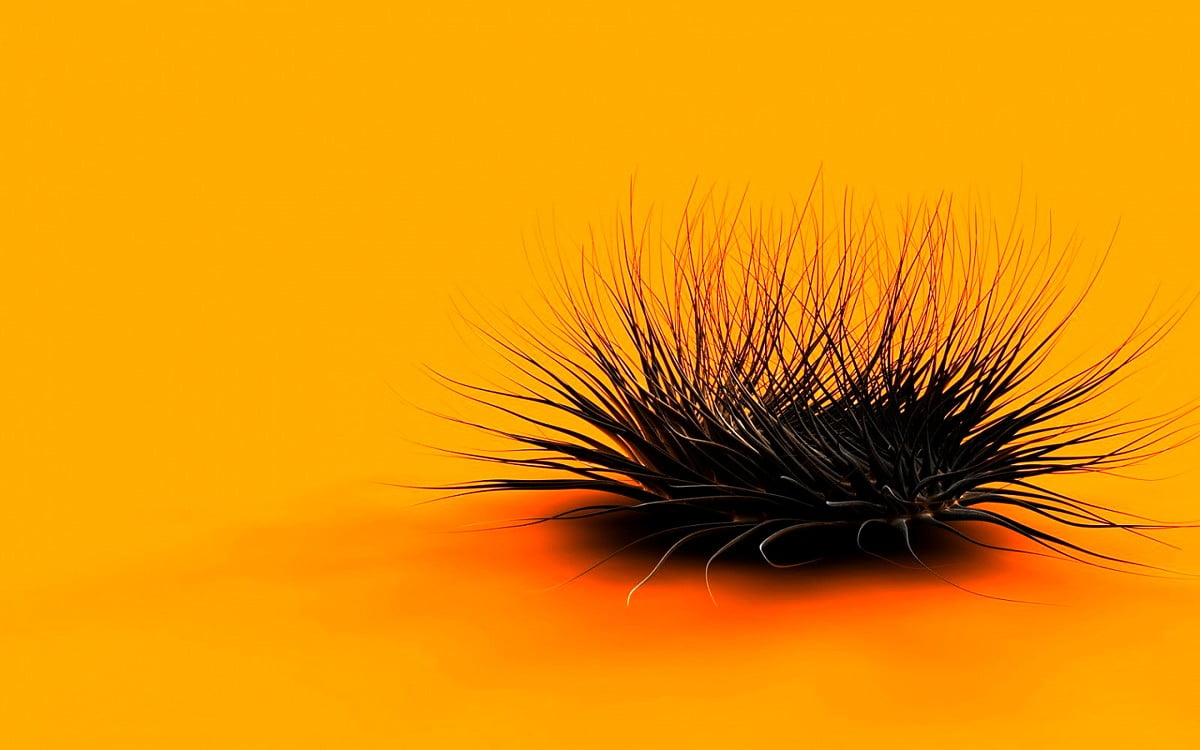 Abstrakter Minimalismus, orange, Insekten, Natur, Makro / kostenlose Hintergrundbild