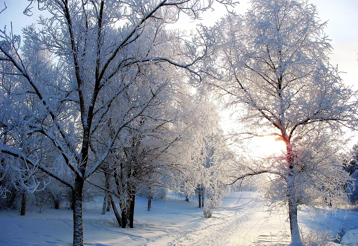Baum mit Schnee bedeckt — kostenlose HD Hintergrundbilder