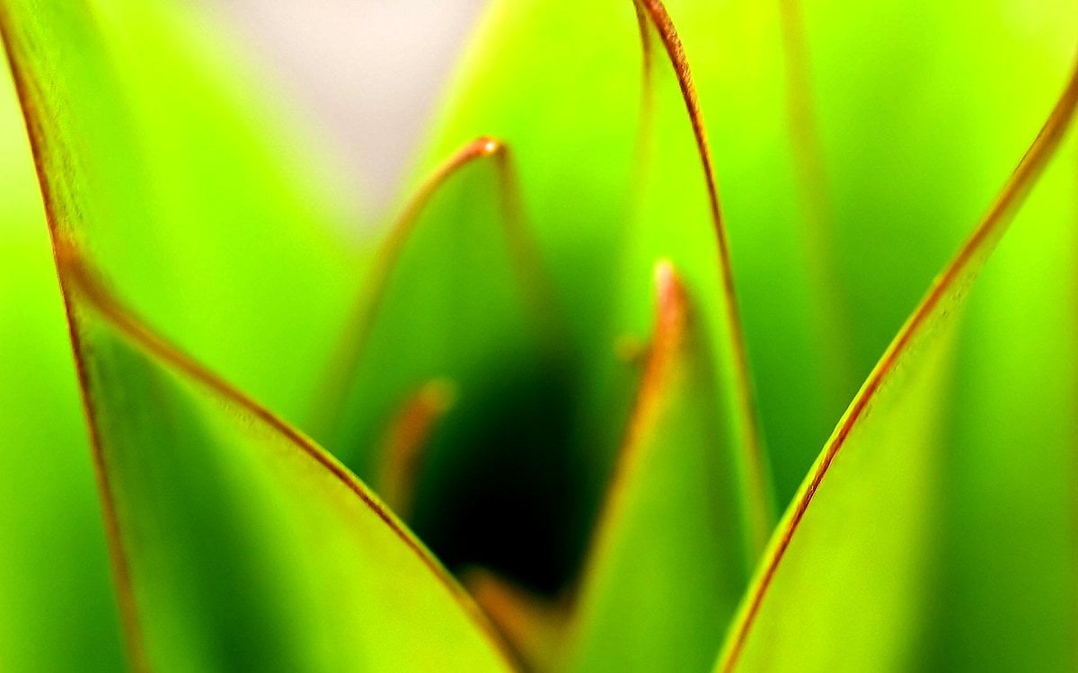 Grüne, Blumen, Natur, Makro, Agave - kostenlose Hintergrundbilder 1920x1200
