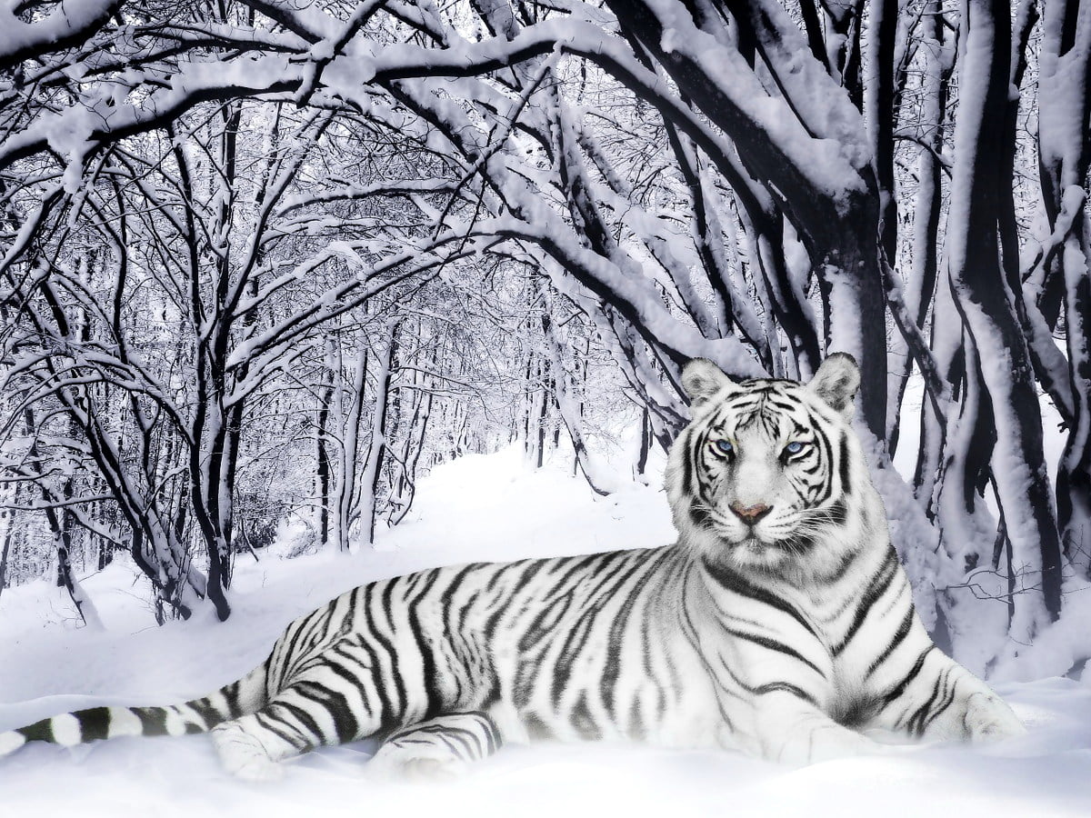Tiger im Schnee - Hintergrund