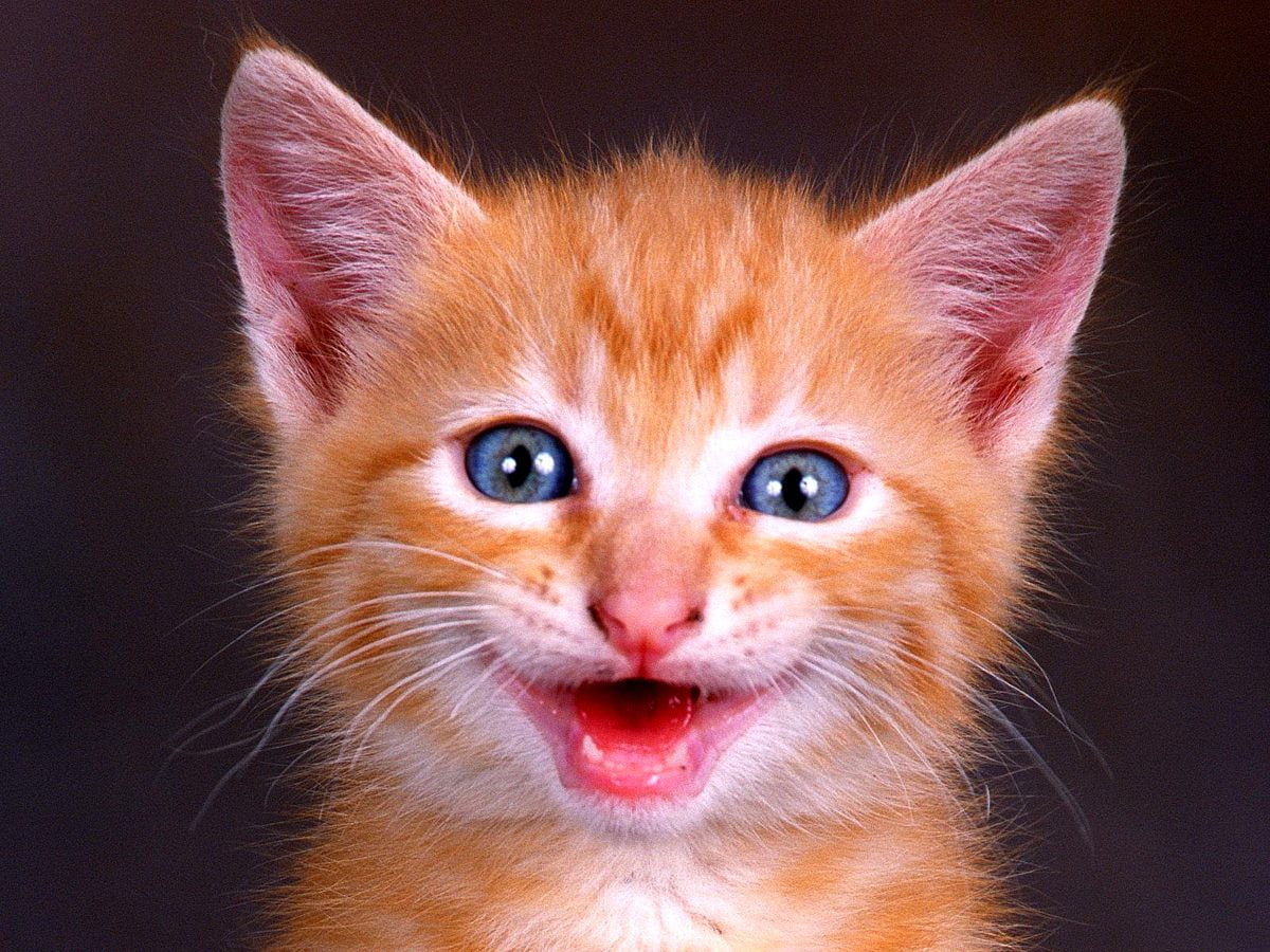 350+ Katzen Hintergrundbilder HD | Kostenlose Bilder