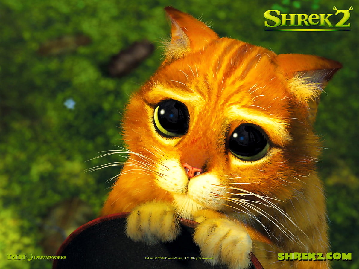 Hintergrundbild Katzen Shrek Der Tollk hne Held Tiere Beste Freie 
