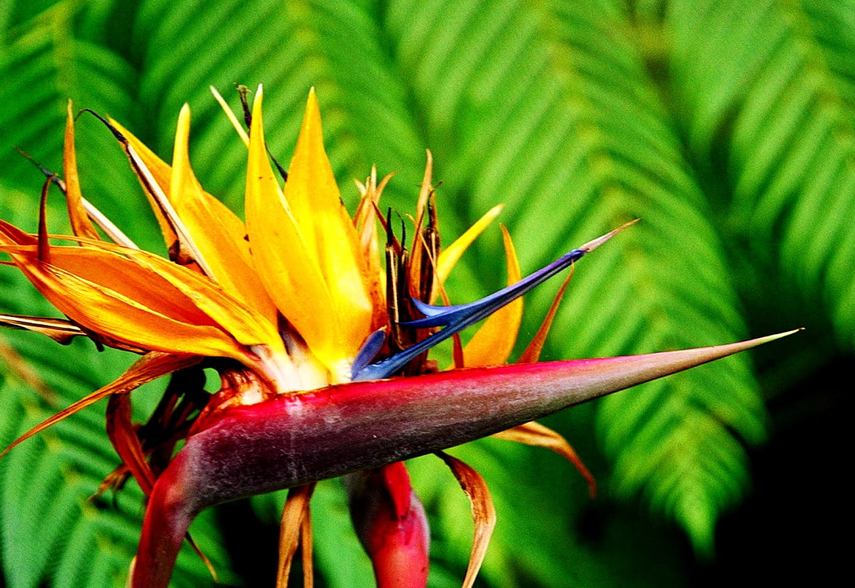 Strelitzia, Blumen, Paradiesvogel, Helikonien, Tropen / Hintergrundbild 1600x1100
